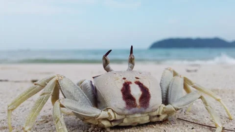 Close-up of Horned ghost crab (Ocypode c... | Stock Video | Pond5
