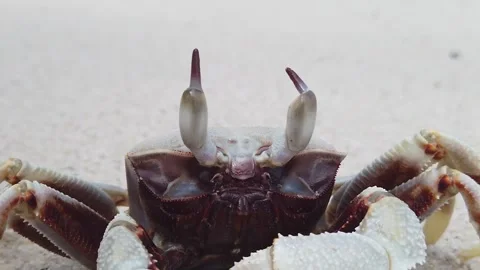 Close-up of Horned ghost crab (Ocypode c... | Stock Video | Pond5