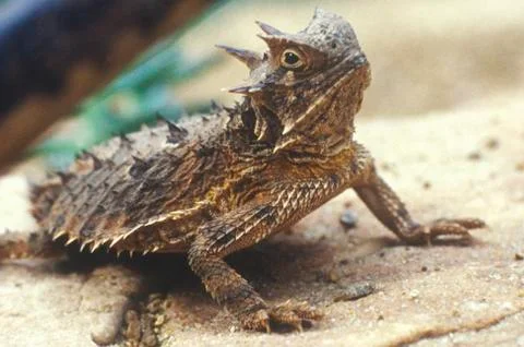 Close-up of Horned Toad Stock Photos