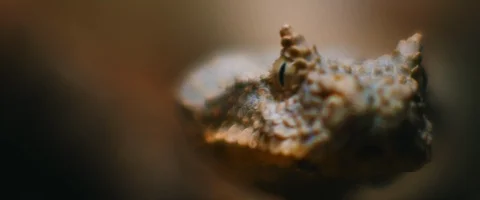 Close up of horned viper snake taking out its tongue, looking at the camera Stock Footage 129109392
