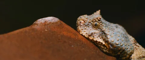 Close up of horned viper snake taking out its tongue while lying on the ground Stock Footage 129109556