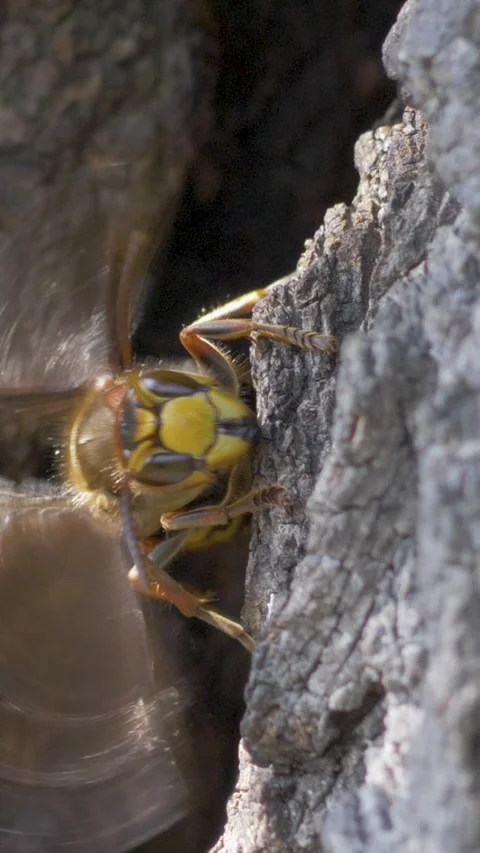 Close-up of hornet crawling on tree bark with vibrant yellow and black abdomen 스톡 동영상 323266164