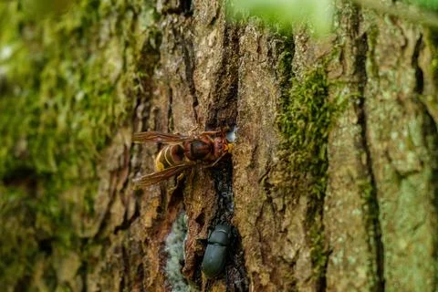 A close up of a hornet perched on a tree trunk in a natural setting Stock Photos