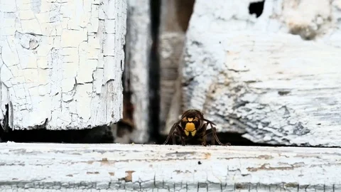 Close-up hornet waves its wings airs the nest in the heat Stock Footage 118775829