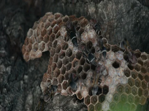Close up the hornet's nest on the tree. Видео 77589298