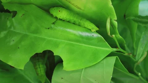 Close up of hornworm hawk moth caterpillar camouflaged on fresh green foliage Stock Footage 341234705