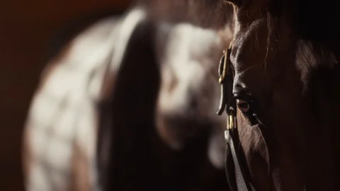 Close up of horse 2 of 2 Vídeos de archivo 115756789