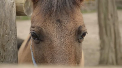Close Up of a horse. 4K UHD. Stock Footage 68989534