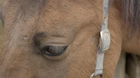 Close Up of a horse. 4K UHD. Stock Footage 68989635