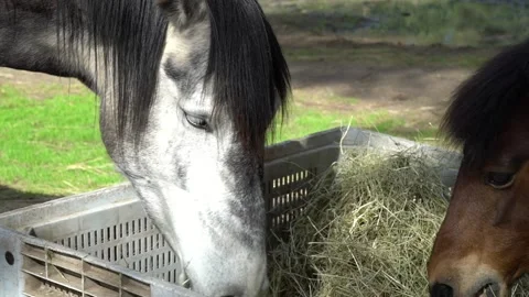 Close up of horse and pony while they're eating hay Stock Footage 140401410