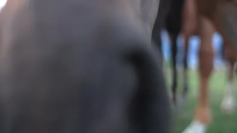 Close up of horse approaching the camera before returning to grazing on pasture Stock Footage 345603058