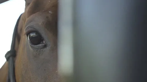 Close-up of horse in barn Stock Footage 65871758