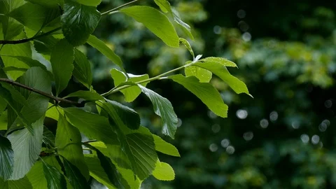 Close up of Horse chestnut / Conker tree leaves blowing in the breeze Stock Footage 95095656