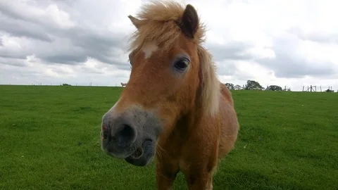 Close up of horse chewing Stock Footage 84479796