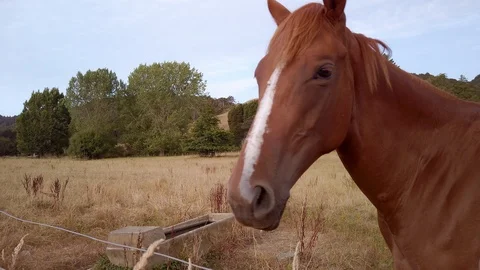 Close up of a horse chewing hay in the paddock Stock-Footage 124397487