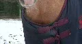 Close-up of horse with a coat HD Footage