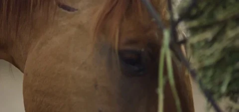 Close-up of horse eating fodder Stock-Footage 76278729