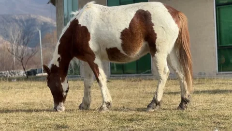 Close Up Horse Eating Grass Stock Footage 259069910