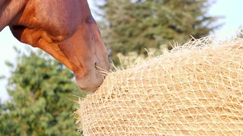 Close-up of a horse eating hay from a special hay net Stock Footage 157369953