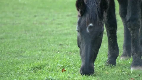 Close up horse eats grass in the meadow Video stock 145934428