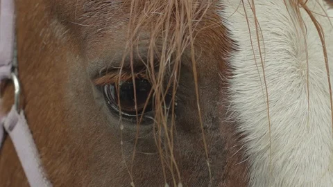 Close-up on an horse eye Stock Footage 88293342