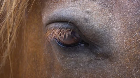Close up horse eye Stock Footage 255012740