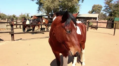 Close horse face Stock Footage 51718005