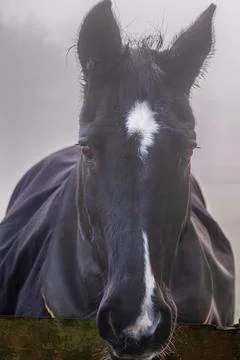 Close up of horse face Foto stock
