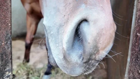 Close up of horse face sniffing camera in stall. Stock Footage 343377654