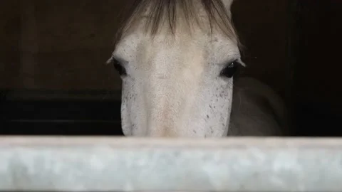Close up of horse face in stall Stock Footage 165300638