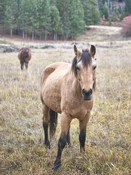 Close up of a horse in the field. Stock Photos