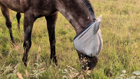Close Up of Horse with Fly Mask Grazing in Viskafors Stock Footage 343111155