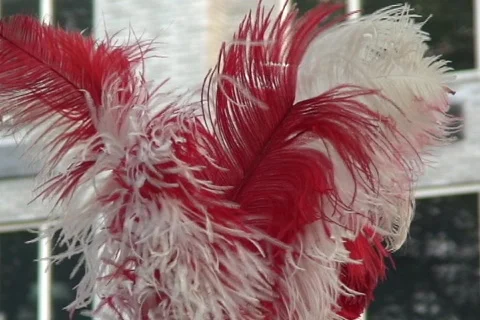 Close up of Horse  Stock Footage 333751