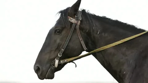 Close-up on a horse Video stock 11526267