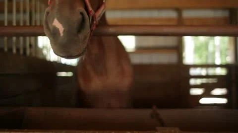 Close Up of Horse Stock Footage 21781018