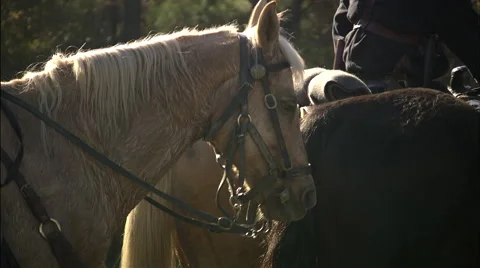 Close up of horse Stock Footage 40479178