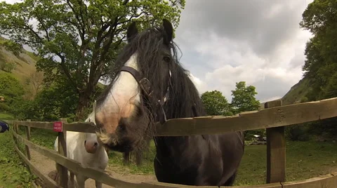 Close up of a horse Stock Footage 47487249