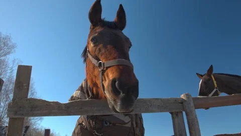 Close-up of horse Stock Footage 73592407