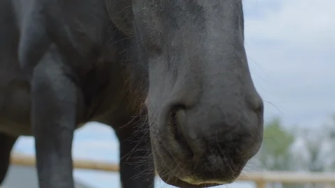 Close up of a horse Stock-Footage 86834230
