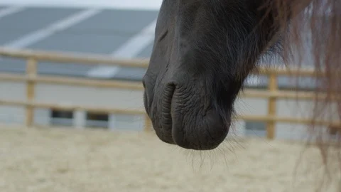Close up of a horse Stock Footage 86834258