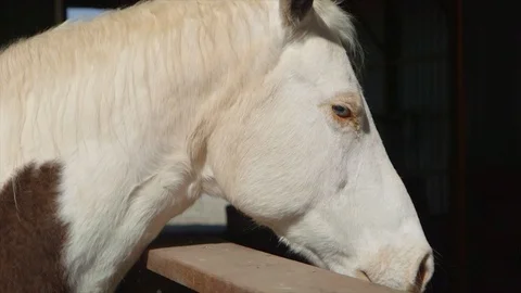 Close up horse Stock Footage 88154097