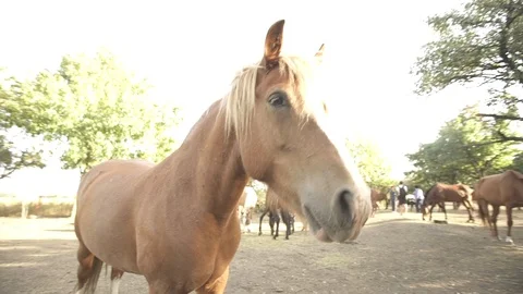 Close-up of the horse Video stock 120540949