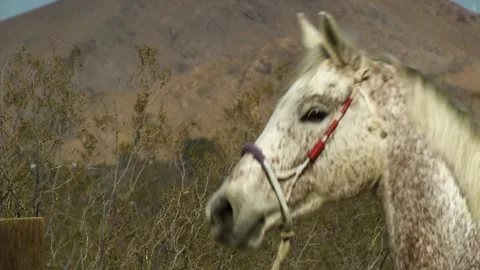 A close up of a horse Stock Footage 155355797