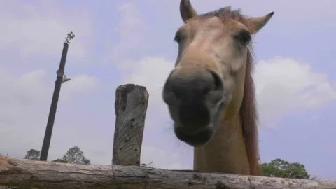 A close up of a horse Stock Footage 155400323