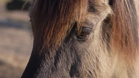 Close up horse Stock Footage 234163139