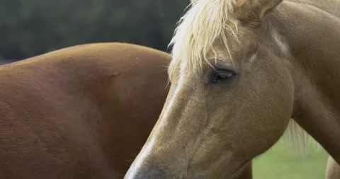 Close Up of Horse Stock Footage 262117608