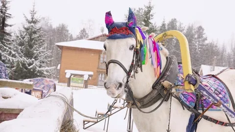 Close-up of a horse in the forest in winter Video stock 331503351