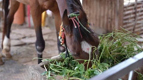 Close-Up of Horse Grazing on Greenery Stock Footage 334524953