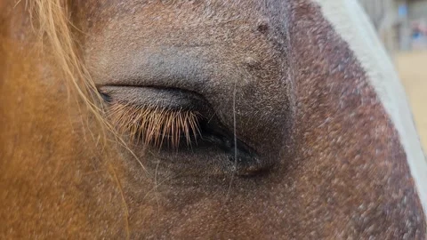 Close up of horse head, eye and nose Vidéo 301721561