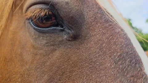 Close up of horse head, eye and nose Vídeo Stock 302184501